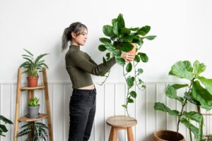 Benefici delle piante da appartamento - Centro Salute e Benessere L'olimpo Sas